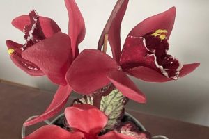 “NEW” Orchids Cymbidium & Phalaenopsis