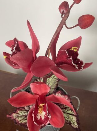 “NEW” Orchids Cymbidium & Phalaenopsis