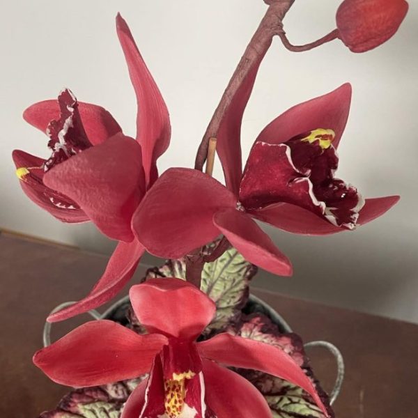 “NEW” Orchids Cymbidium & Phalaenopsis