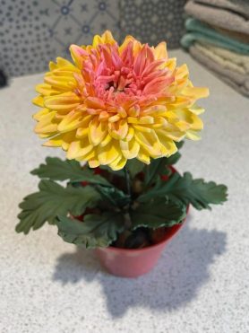 Chrysanthemum