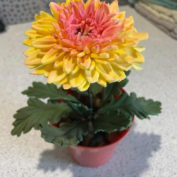 Chrysanthemum