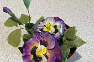 Pansy