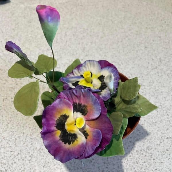 Pansy